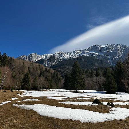Pensiunea Aliart Zărneşti Bagian luar foto