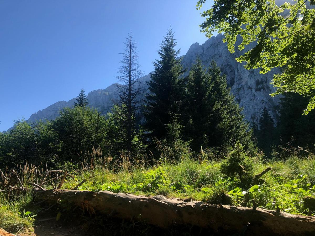 Pensiunea Aliart Zărneşti Bagian luar foto